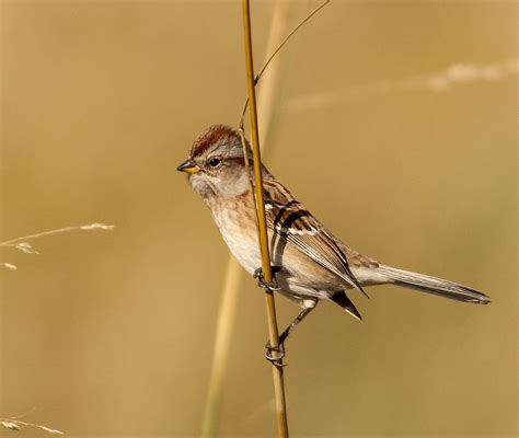 150 milion magixal sparrows